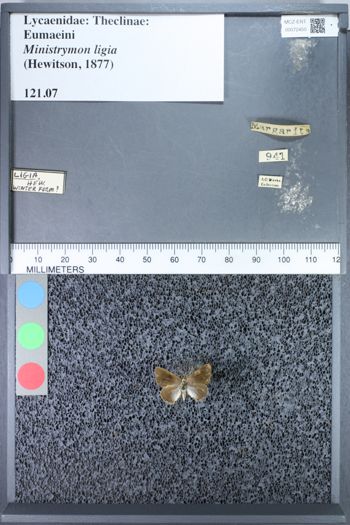 Media type: image;   Entomology 72450